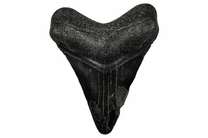 Juvenile Megalodon Tooth - South Carolina #340731